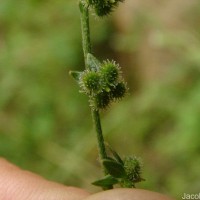 Cynoglossum zeylanicum (Sw. ex Lehm.) Thunb. ex Brand